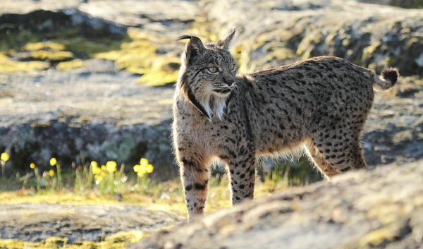 Imagen del artículo Andalucía es la comunidad con mayor número de linces ibéricos en todo el territorio nacional