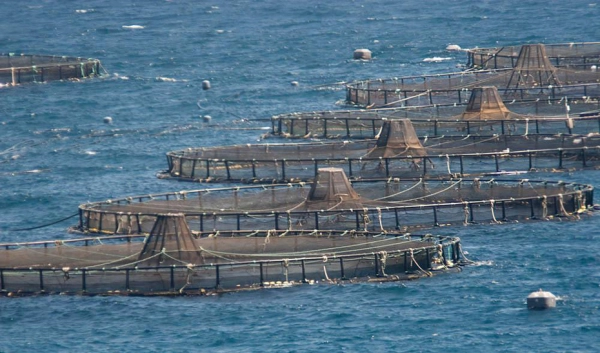 Imagen del artículo El BOJA publica ayudas para paliar los elevados costes de producción en la pesca y acuicultura