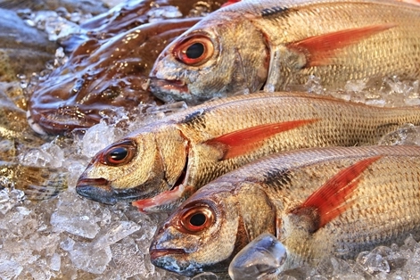 Imagen del artículo El Ministerio de Agricultura, Pesca y Alimentación modifica las cuotas de besugo, alfonsinos y sable negro para 2025