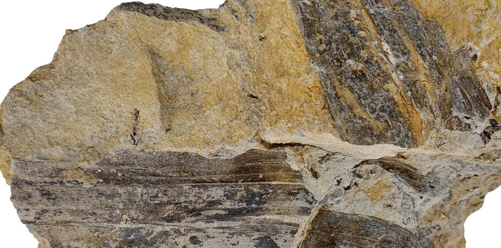 Imagen del artículo Un tipo peculiar de hojas fósiles del Cretácico aporta nuevos datos sobre los ambientes con dinosaurios en un intervalo de unos 25 millones de años
