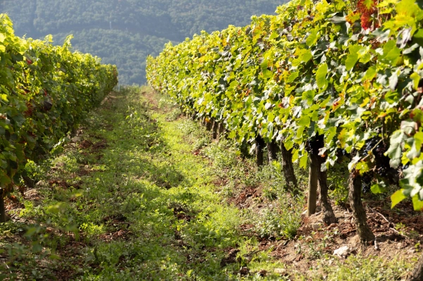 Image 2 of article Medio Rural cifra en máis de 80 M€ o valor da produción de flor cortada e planta ornamental en Galicia