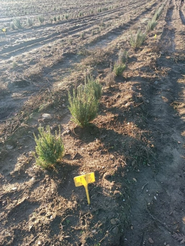 Image 1 of article El proyecto BIOVALOR impulsa el emprendimiento en el cultivo de plantas aromáticas y medicinales con un taller en CITA Teruel