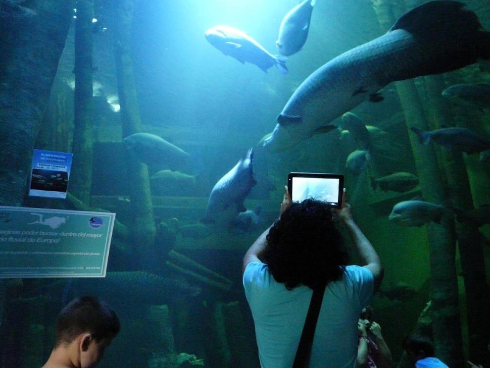 Imagen del artículo El Acuario de Zaragoza bate récord de visitantes en solo un día