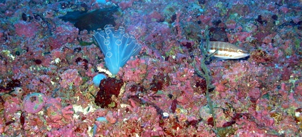 Imagen del artículo El MITECO y el IEO identifican hábitats marinos de alto valor ecológico y especies protegidas y endémicas en el Mediterráneo