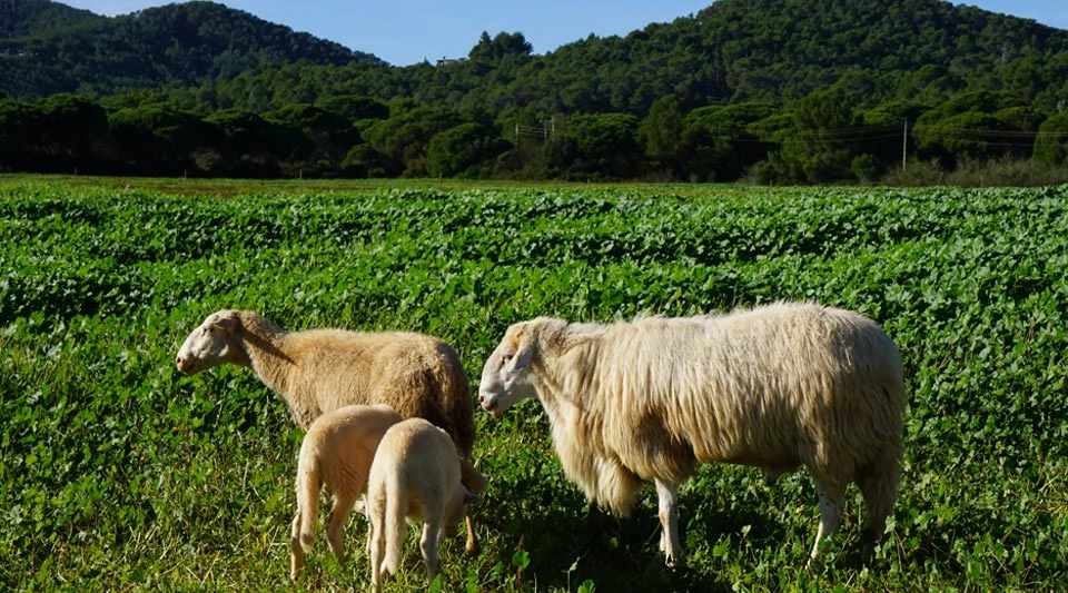Imagen del artículo Nuevo impulso económico del Govern al sector primario de las Illes Balears: Agricultura abona 5,5 millones de euros en ayudas