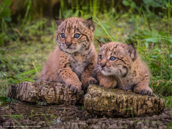 Imagen del artículo La población de linces ibéricos creció un 19% en 2024 respecto al año anterior