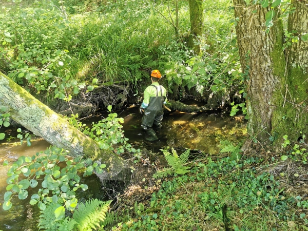 Imagen del artículo A Xunta realiza labores de conservación en varios tramos fluviais que suman máis de 10 quilómetros no Concello de Valga