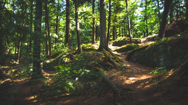 Imagen del artículo El Gobierno autoriza la distribución de 32 millones de euros para restaurar masas forestales en decaimiento o con riesgo de desertificación