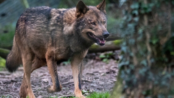 Imagen del artículo El censo nacional del lobo 2021-2024 arroja una cifra total de 333 manadas en toda España