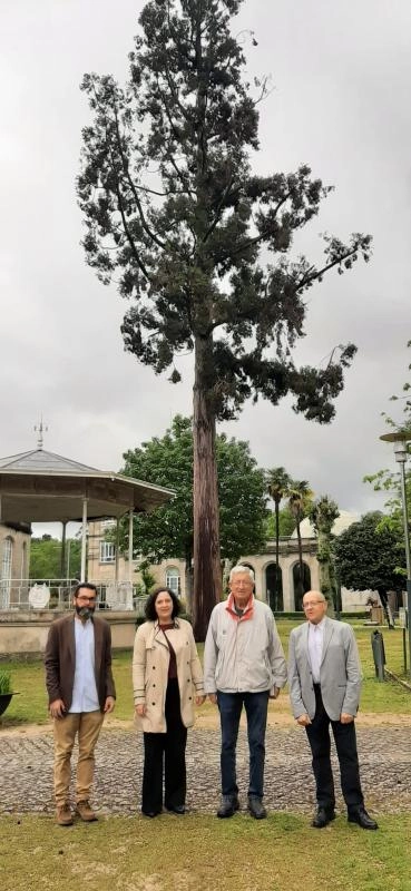 Imagen del artículo La Xunta incorpora al Catálogo galego de árbores singulares una criptomeria japonesa y unos alciprestes de Portugal, en el ayuntamiento de Mondariz-Balneario