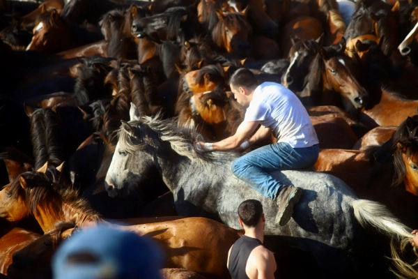Imagen del artículo López Campos celebra coa veciñanza da Estrada a primeira Rapa das Bestas de Sabucedo con recoñecemento de Ben de Interese Cultural