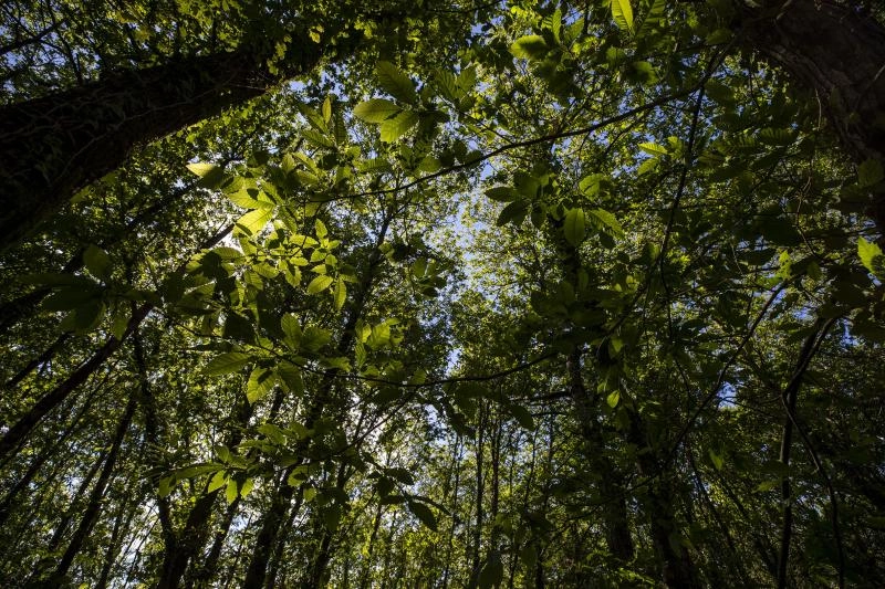 Imagen del artículo La Xunta distingue a Sinergias Sostenibles Resiforest por su proyecto de optimización del aprovechamiento de la masa forestal residual y valorización del material extraído