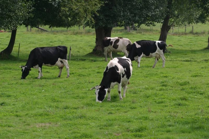 Imagen del artículo La Xunta organiza un nuevo curso para la formación de asesores centrado en el ganado vacuno de leche y de carne