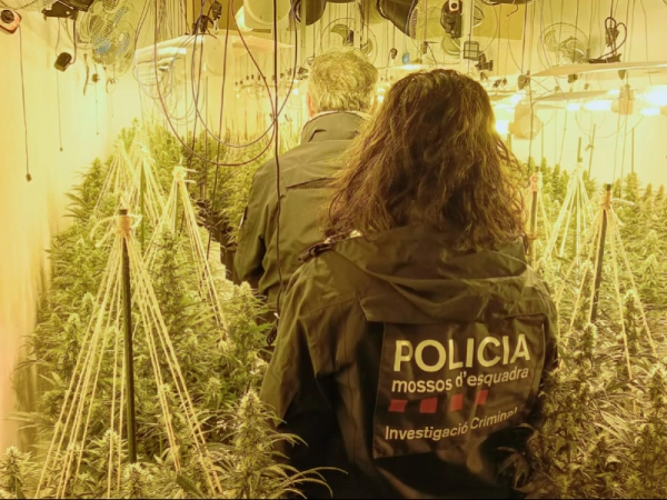Imagen del artículo Desarticulat un grup criminal especialitzat en els cultius interiors de marihuana que operaven des de diverses comarques de la demarcació de Lleida