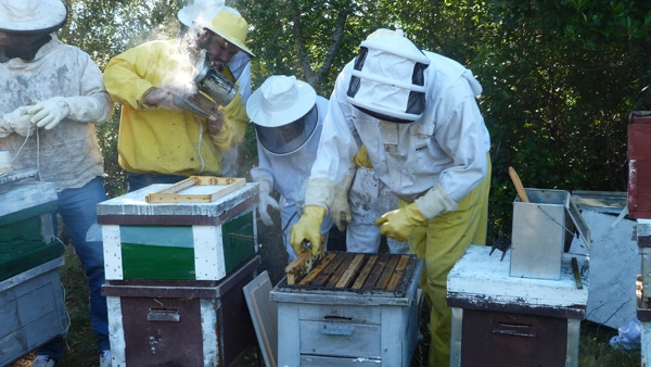 Imagen del artículo La consejería de Agricultura abona siete millones de euros a un total de 850 profesionales de la apicultura extremeña
