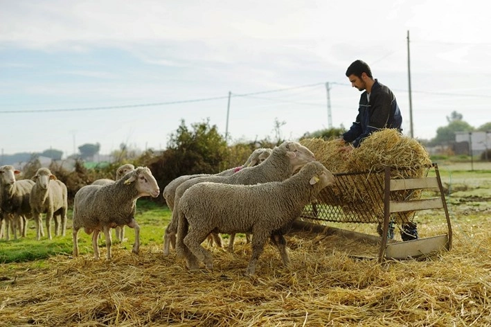 Imagen del artículo La Junta publica la resolución para solicitar excepcionalmente por la sequía la alimentación convencional para el ganado ecológico