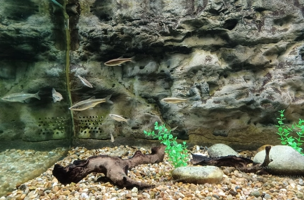 Imagen del artículo El Centro de Acuicultura 'Vegas del Guadiana' repuebla un coto de Zorita con peces Calandinos reproducidos y criados en sus instalaciones