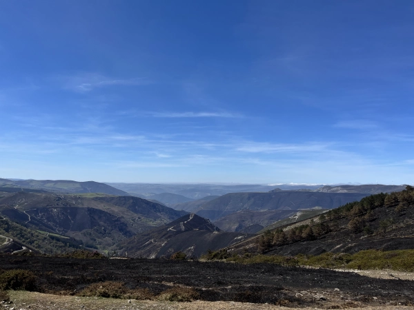 Imagen del artículo El Principado y el Ministerio para la Transición Ecológica inician los trabajos de recuperación de zonas afectadas por los incendios de abril