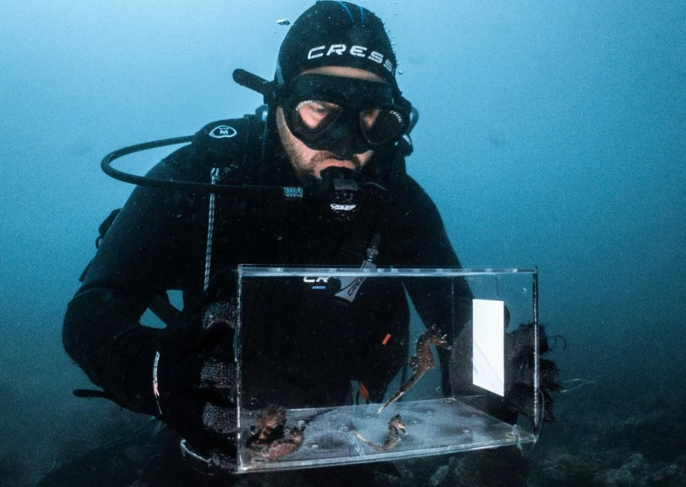 Imagen del artículo La Fundación Oceanogràfic y la Conselleria de Agricultura sueltan once caballitos de mar recuperados en el ARCA del Mar