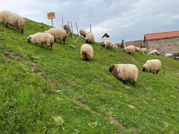 Imagen del artículo Ganadería convoca las ayudas para fomentar la conservación y promoción de razas autóctonas de ganado ovino y caprino de Cantabria