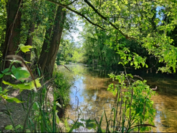 Imagen del artículo L'ACA aprova les bases d'una línia de subvencions per a actuacions de recuperació de riberes i millora de l'estat ecològic en zones humides