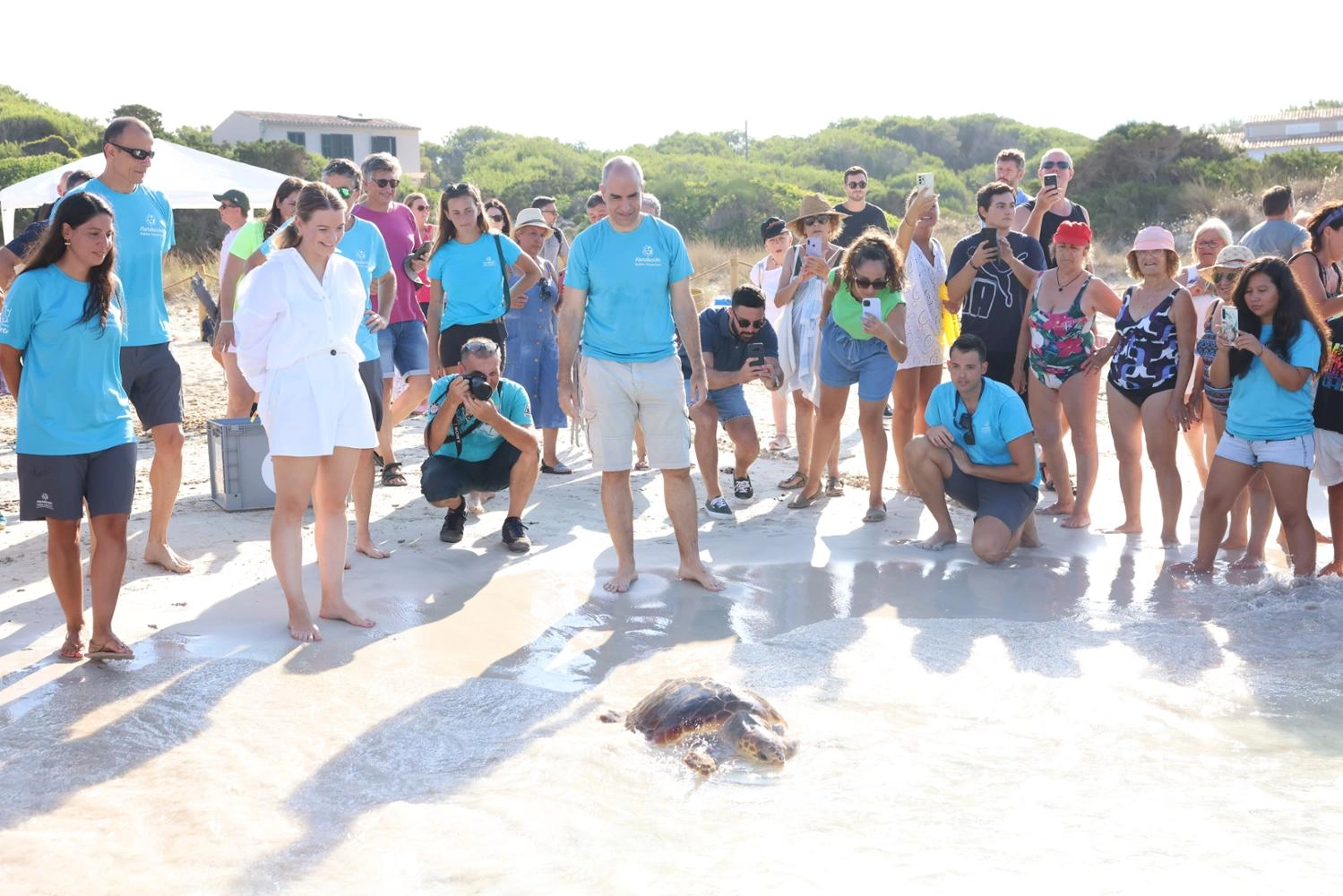 Imagen del artículo Dos tortugas marinas son liberadas en la playa de ses Covetes después de ser tratadas de varias afecciones