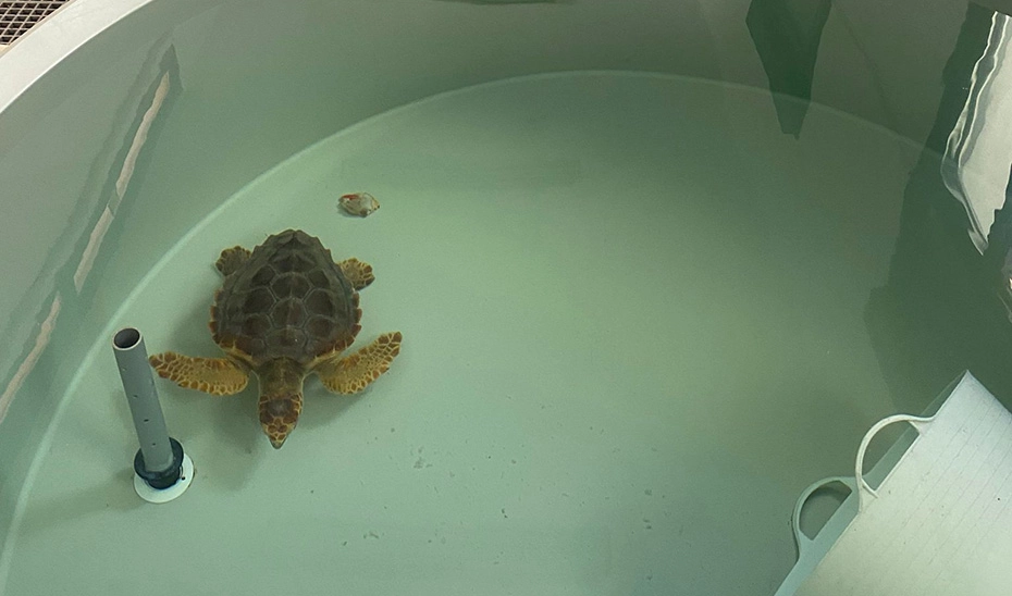 Imagen del artículo El 75% de las tortugas varadas que ingresan en el Centro del Medio Marino de la Junta se recuperan y vuelven al mar