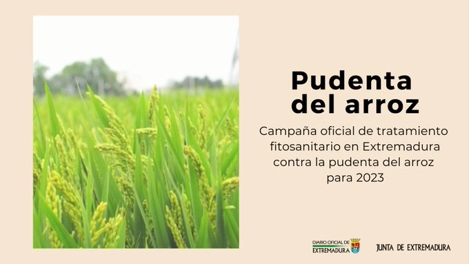 Imagen del artículo La Consejería de Agricultura publica la resolución que autoriza la campaña oficial de tratamiento fitosanitario contra la pudenta del arroz