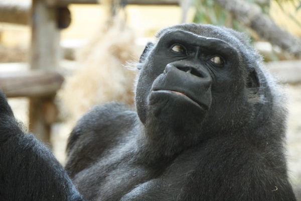 Imagen del artículo Muere Nadia, la primera gorila que llegó al Parque de la Naturaleza de Cabárceno en 2007