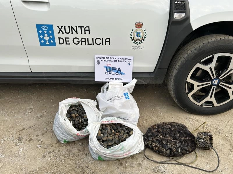 Imagen del artículo La Policía Autonómica y Guardacostas decomisan 30 kilos de almeja en Ferrol