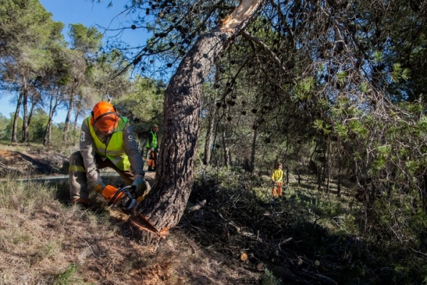 Imagen del artículo La superficie afectada por los incendios forestales en la Región se reduce este año un 84,5 por ciento