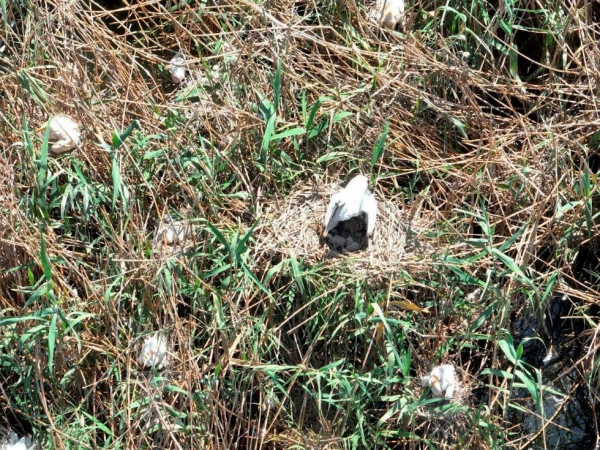 Imagen del artículo La Conselleria de Medio Ambiente constata que la espátula nidifica por primera vez en la Comunitat Valenciana