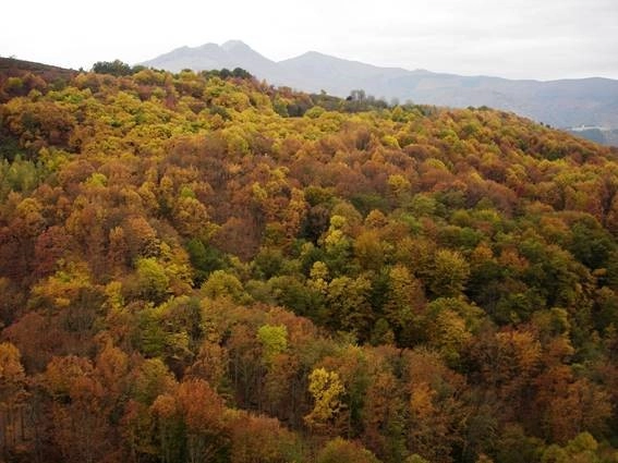 Imagen del artículo El Gobierno de Asturias dedica 1,4 millones a la recuperación de ecosistemas forestales en Allande, Cangas del Narcea, Ibias y Valdés
