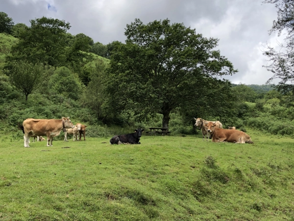 Imagen del artículo El Gobierno de Cantabria solicita fondos FEGA para los Planes de Mejora Agraria, de Primera Instalación y de Bienestar Animal por un importe superior a los 4,5 millones