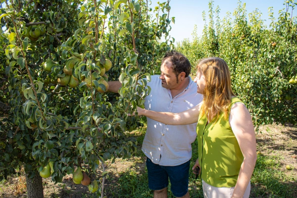 Imagen del artículo Manzanos destaca el compromiso de la DOP Peras de Rincón de Soto con la calidad, que la convierten en referencia en el sector nacional de la fruta
