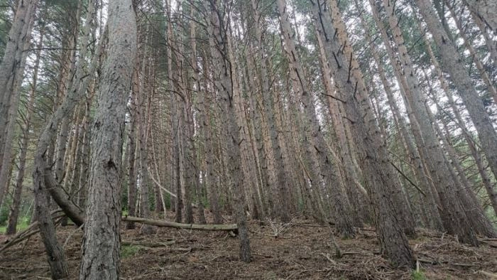 Imagen del artículo Medio Ambiente inicia los trabajos forestales de mejora del hábitat del urogallo en el Pirineo
