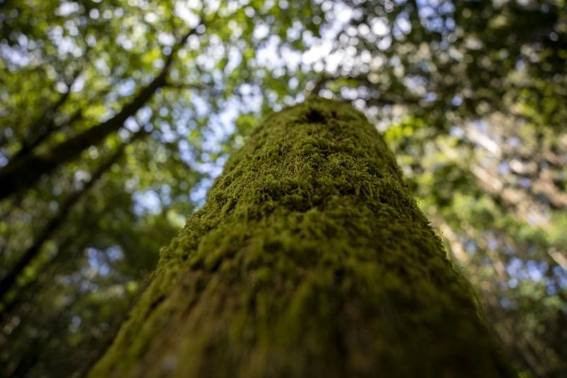 Imagen del artículo La Xunta pone a disposición del sector forestal una herramienta gratuita para facilitar la trazabilidad de los productos de la madera con tecnología Blockchain