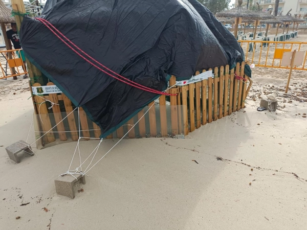 Imagen del artículo Medio Natural retira el nido de tortuga marina de Cala Millor a causa del temporal        