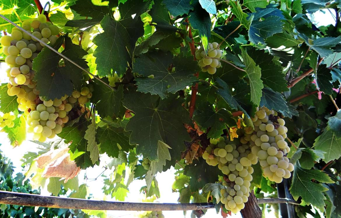 Imagen del artículo Agricultura publica la convocatoria de las ayudas a la destilación de vino de crisis con un montante inicial de más de dos millones de euros