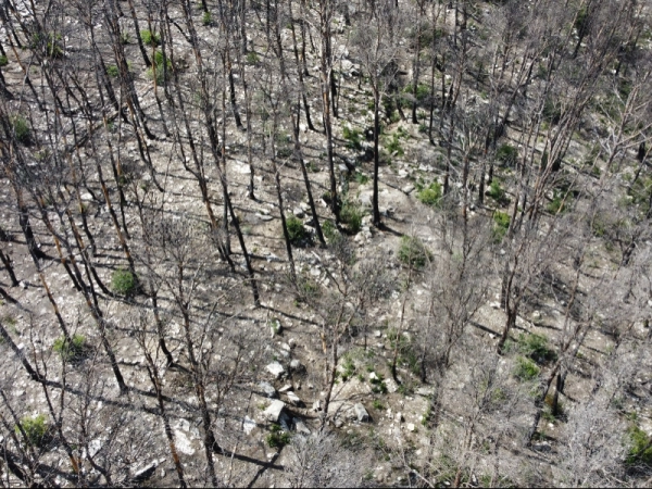 Imagen del artículo Un dron de la Generalitat rastreja 400 hectàrees cremades a Corbera d'Ebre per buscar restes òssies de la Guerra Civil