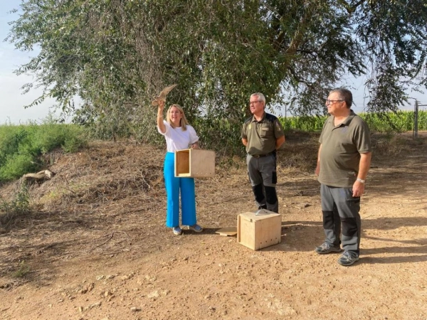Imagen del artículo El Gobierno regional continúa trabajando en la recuperación y protección del cernícalo primilla en la provincia de Albacete