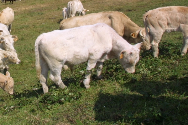 Imagen del artículo Cantabria registra 75 casos nuevos de ganado afectado por la enfermedad hemorrágica epizoótica