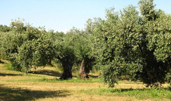 Imagen del artículo Abierta la convocatoria de ayudas para la agroindustria olivarera por 20 millones de euros