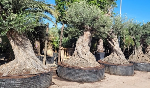 Imagen del artículo La Consellería de Agricultura, Pesca y Medio Natural comunica que este viernes empieza el segundo periodo permitido para la entrada de árboles ornamentales en las Islas Baleares