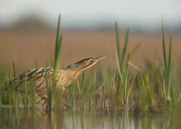 Imagen del artículo La laguna de Sariñena da la bienvenida al otoño con recorridos ambientales y actividades ornitológicas
