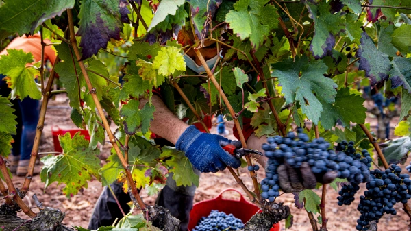 Imagen del artículo El Gobierno de La Rioja traslada a las OPA su firme compromiso para hacer cumplir la Ley de Cadena Alimentaria, aumentando las medidas de control