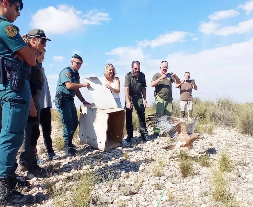 Imagen del artículo El Gobierno de Castilla-La Mancha continúa aplicando el Plan de Recuperación del Águila Perdicera en la Ribera del Júcar