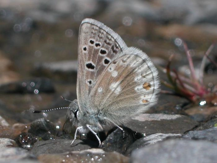 Imagen del artículo El Consejo de Protección de la Naturaleza presenta una guía con más de 160 especies de mariposas del Parque Nacional de Ordesa y Monte Perdido