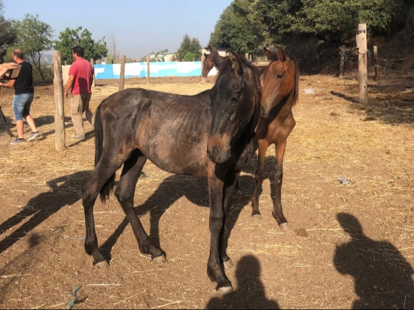 Imagen del artículo El Departament d'Acció Climàtica confisca 10 cavalls per les males condicions de manteniment