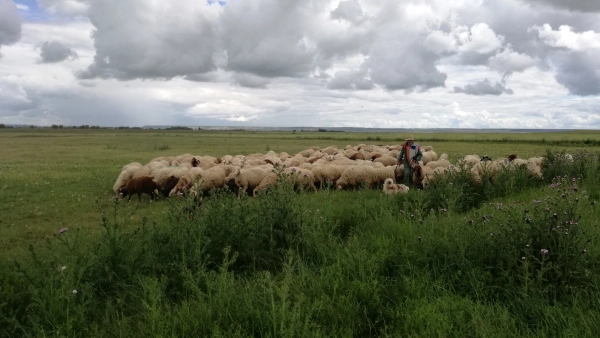 Image 1 of article CICYTEX participa en un proyecto nacional para recuperar el pastoreo como herramienta de conservación de la naturaleza